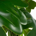 408446 rostlinka NAT306  detail.jpg