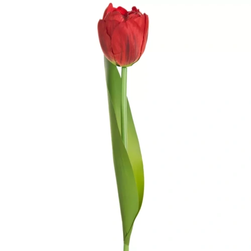 470443 květ tulipán červeny NATU475 R.webp