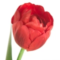 470443 květ tulipán červeny NATU475 R detail.webp