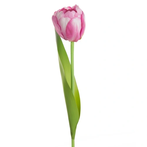 470442 květ tulipán růžový NATU475 P.webp