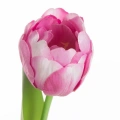 470442 květ tulipán růžový NATU475 P detail.webp