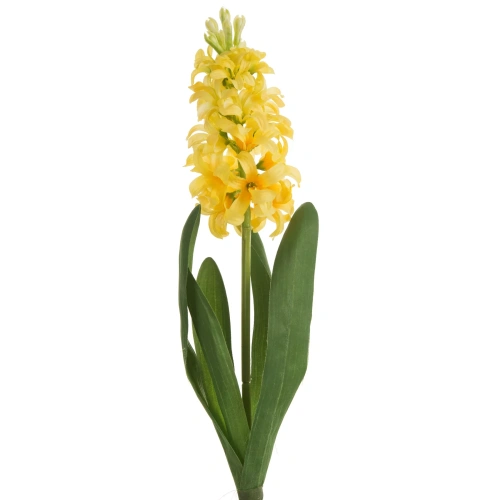 466143 květ hyacint Natura 469 Y.webp