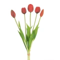 470439 kytička tulipánu Natura 473 R.webp