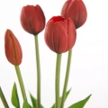 470439 kytička tulipánu Natura 473 R detail.webp