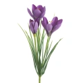 466147 NATU468 V krokus.webp
