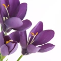 466147 NATU468 V krokus detail.webp
