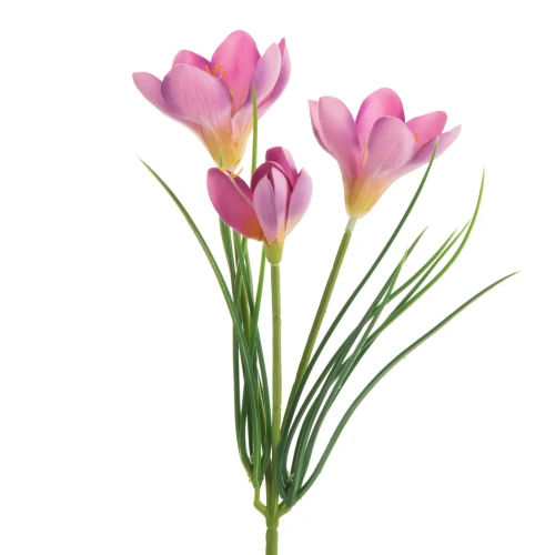 466149 květ krokusu růžový Natu468 P.webp