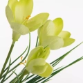 466148 květ krokusu světle žltuý Natu468 y detail.webp