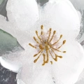 486449 obraz Flowers 719B detail.webp